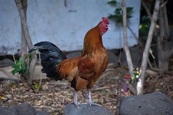 △ 家养公鸡打鸣