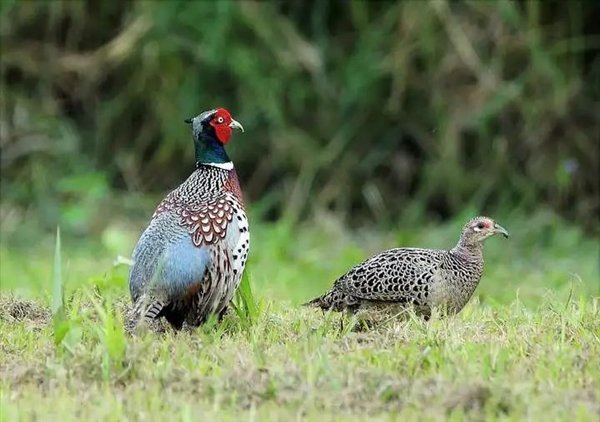 △ 环颈雉台湾亚种