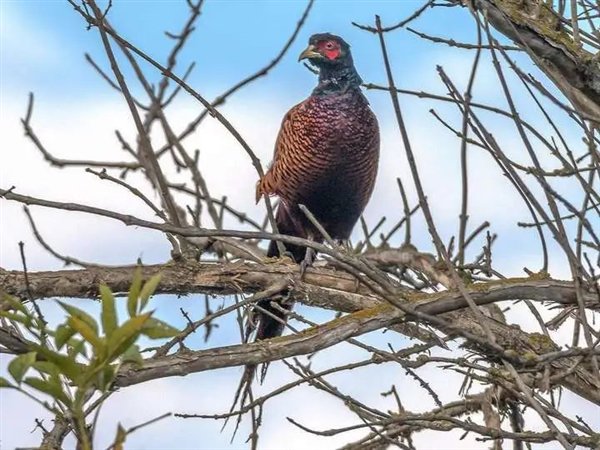 △ 环颈雉经常会飞上树