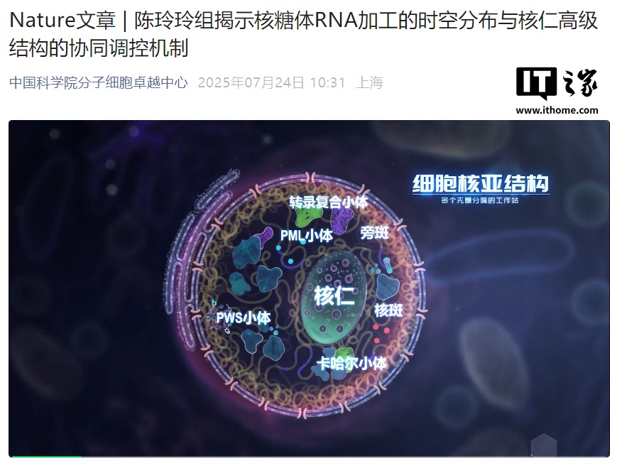 我国科学家首次揭示细胞核仁结构掌控 RNA 高效加工之谜，成果登上 Nature