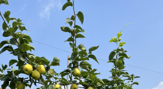泰州铁通助农采摘拓销路，翠冠梨香飘全国