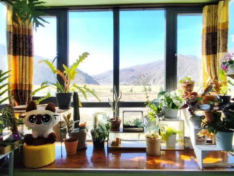 ▲沈辉的房间窗外就是连绵群山。种了上千种花。</p><p cms-style=