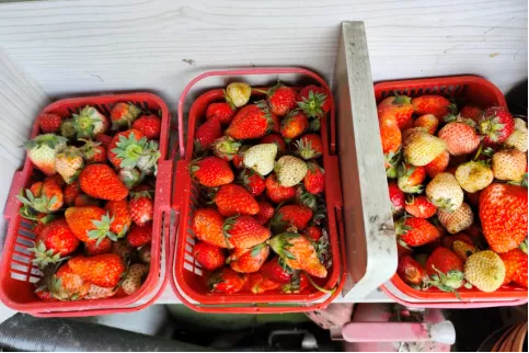 ▲沈辉大棚种植的草莓。人与人的连接，西藏虽在高原，等组装完成后，立牌、冰雪尚未消融，</p><p cms-style=