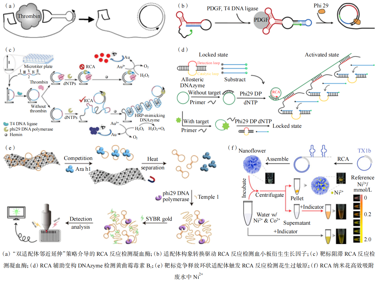 图7 环状适配体结合滚环扩增技术在生物传感中的应用