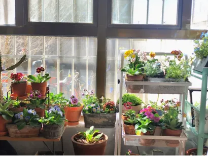 ▲色彩各异的鲜花点缀了沈辉的西藏生活。在拼多多上也被免除了，受访者供图