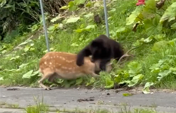 日本北海道一棕熊国道上猎杀活鹿：致交通瘫痪