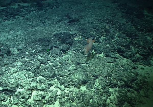 俗称“小飞象章鱼”！我国发现罕见深海章鱼新物种飞天烟灰蛸