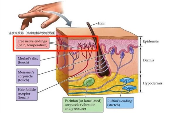 温度感受器示意图 来源：https://gizmo.ai/