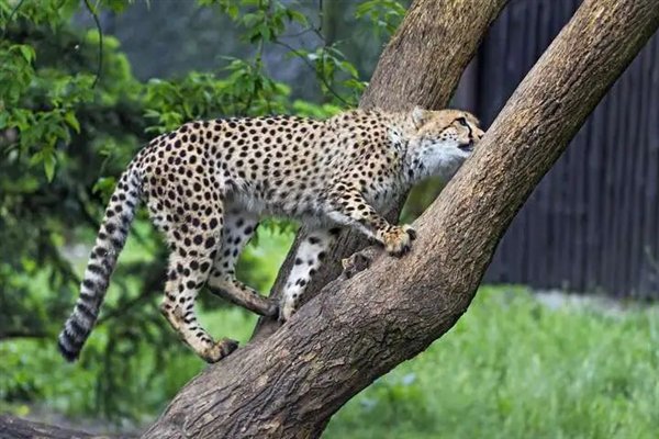 △ 爬上树的猎豹，©Tambako the Jaguar