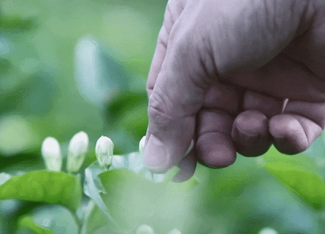 ▲确认花苞香气