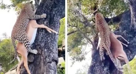 △ 这个是豹子拖猎物上树，而不是猎豹