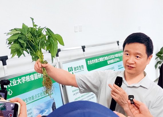 楼慧强向记者展示大豆根瘤 图/本刊记者 赵 阳