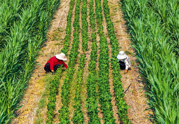 2025年7月19日，在安徽省亳州市谯城区古城镇后许村大豆玉米带状复合种植基地，农民正在为大豆玉米松土除草