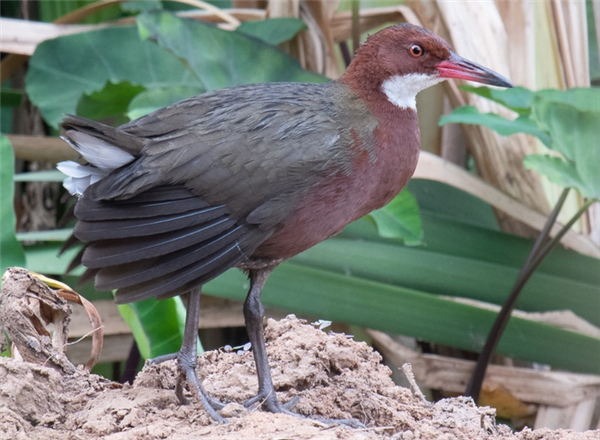 △ 这个是马达加斯岛的白喉秧鸡，你可以看到它的翅膀很长