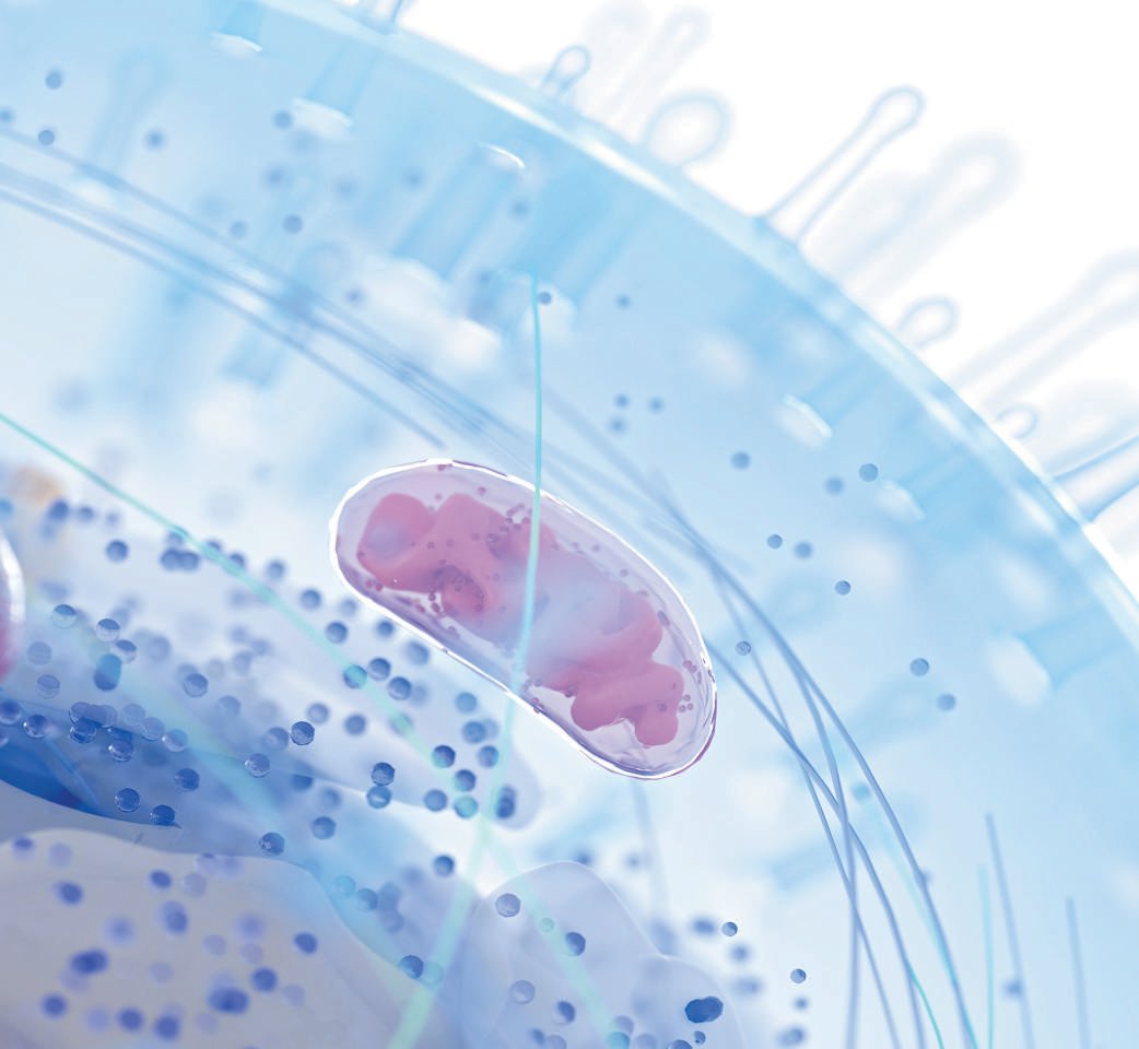 细胞线粒体示意图