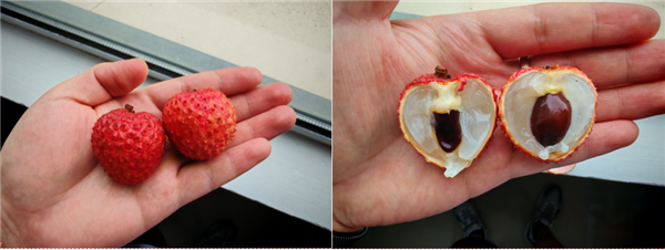 图源：自己拍的