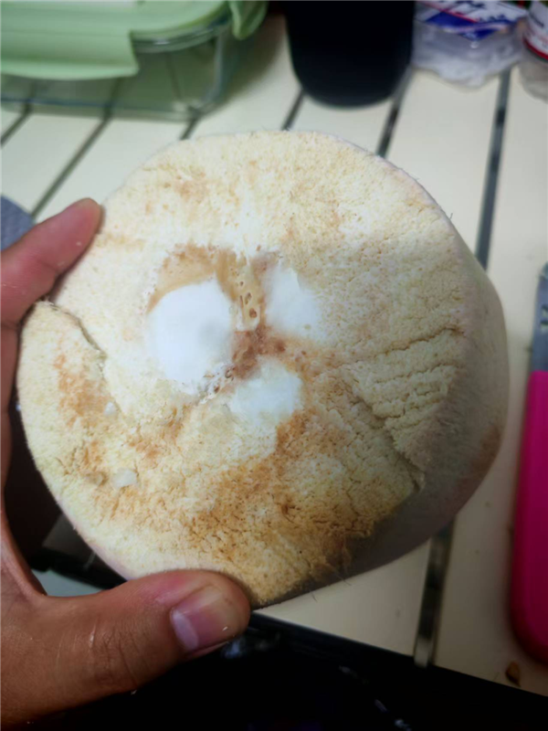 椰子底部的弱点。图源：自己拍的