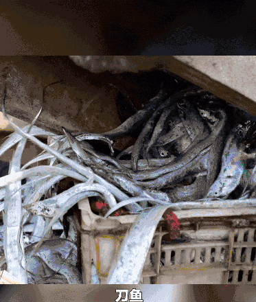 开海后的丰富渔获（资料图） 图源：闪电新闻