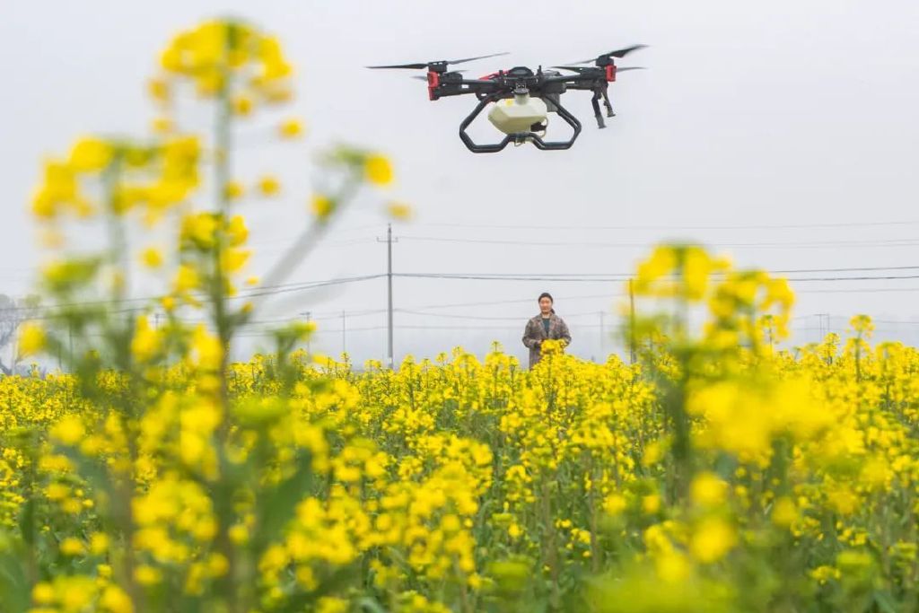 湖北天门女子飞防队成员遥控植保无人机为初花期的油菜喷洒杀菌剂和叶面肥。新华社记者 肖艺九 摄​
