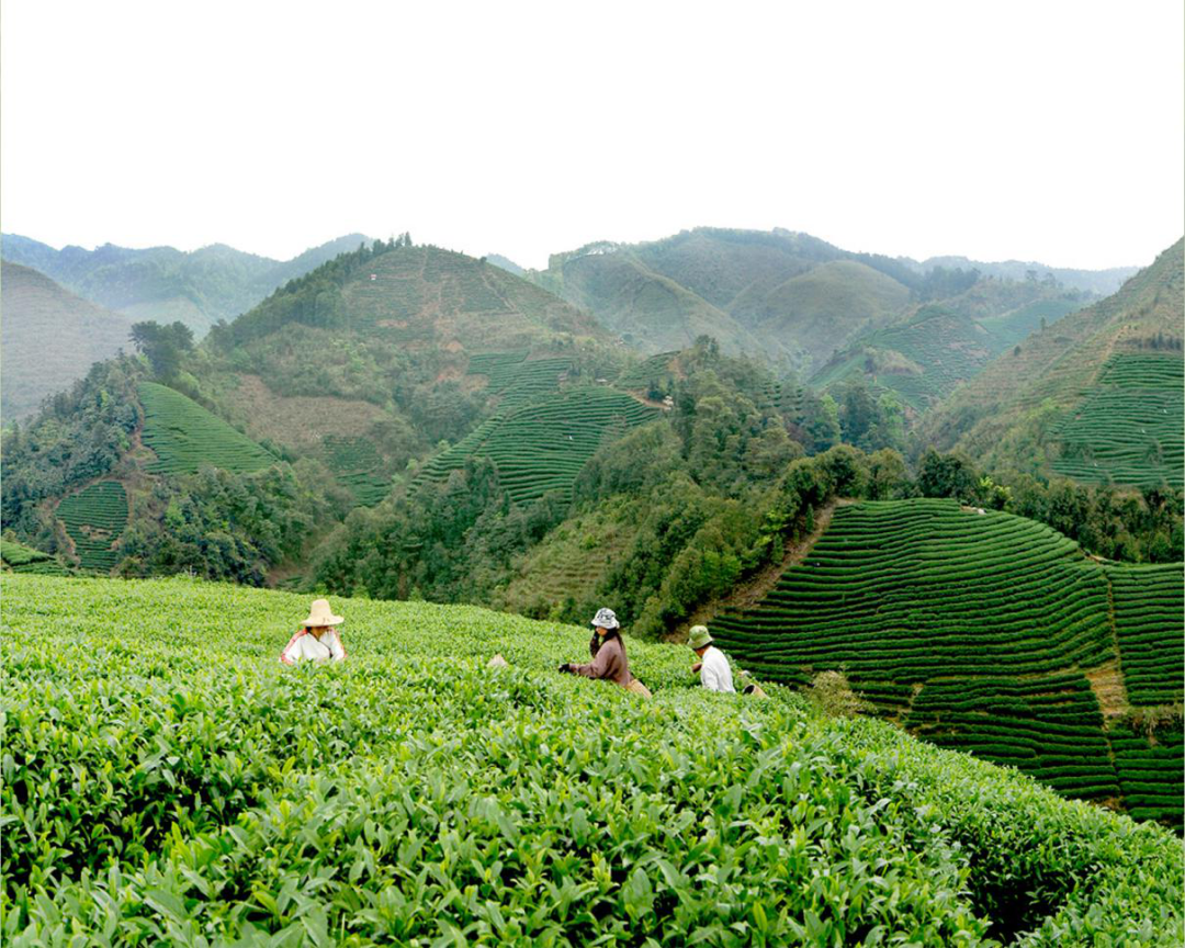 图为昭平茶叶生产基地