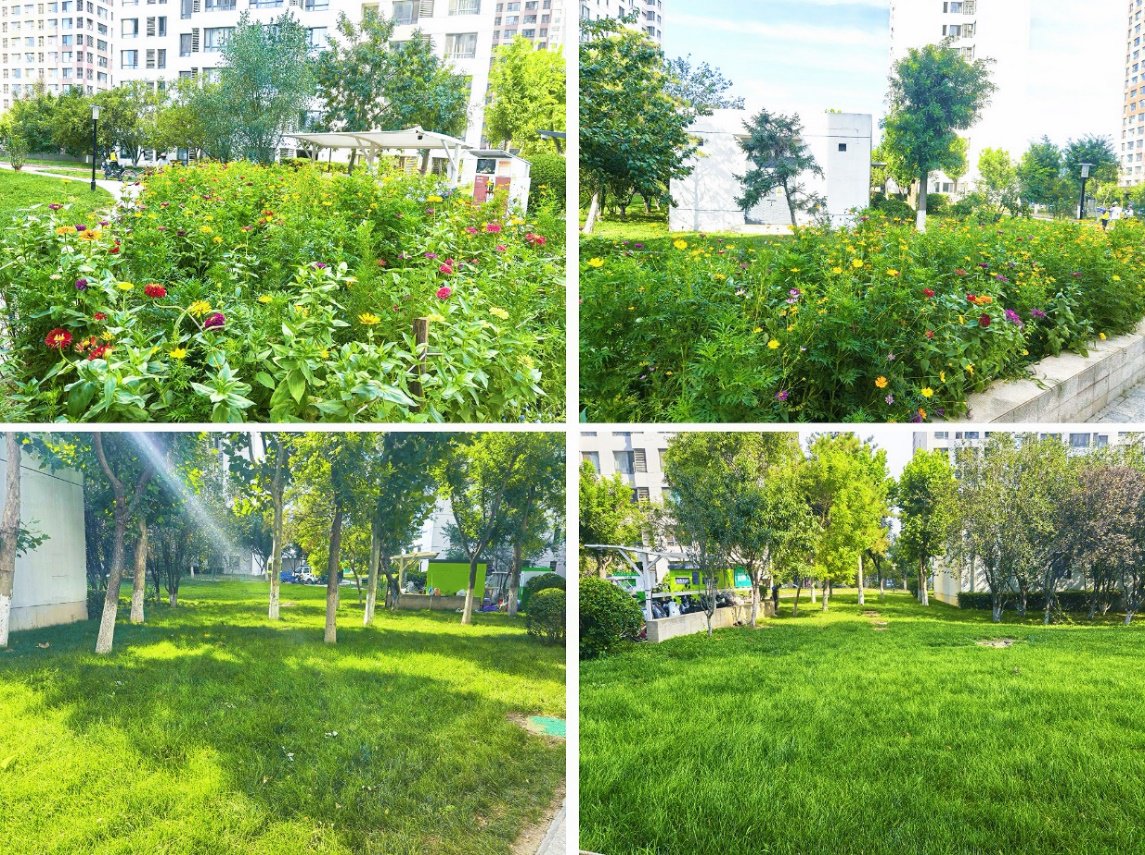 金奥国际十五年老小区依旧绿意葱茏