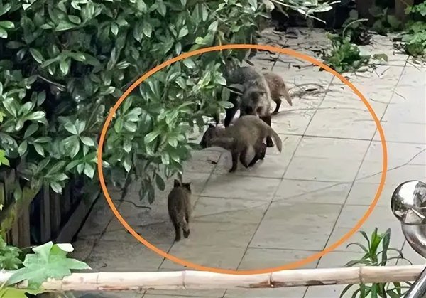 △ 在小区里拉帮结派