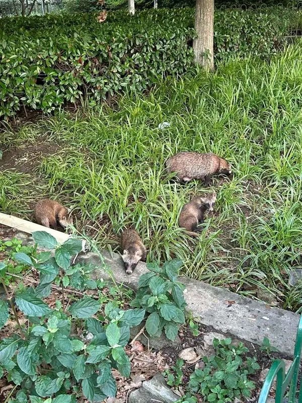 △ 绿化带里找挖蚯蚓、找昆虫