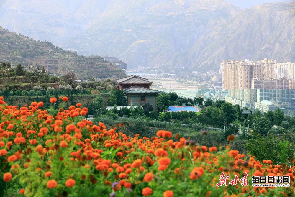 武都区南山万寿菊盛放引客来_新浪财经_新浪网
