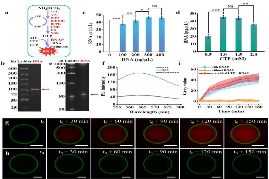我国科学家破解人造细胞领域核苷酸从头合成难题