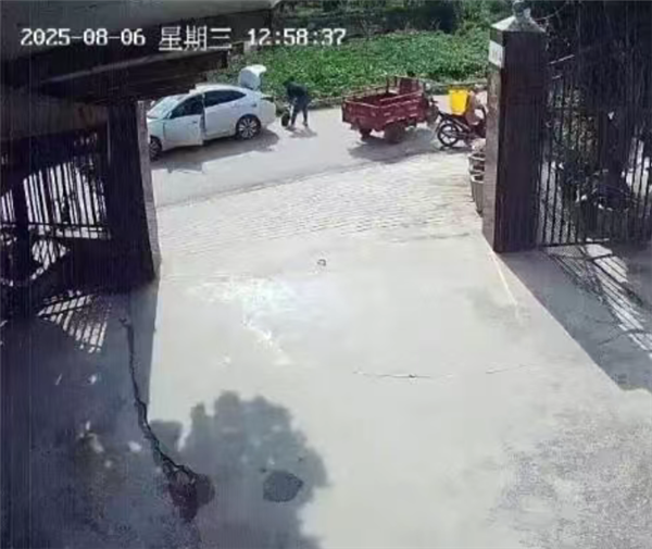 养了30多年的鳄龟被过路司机抱走 主人恳求不要杀 另一只已不吃不喝