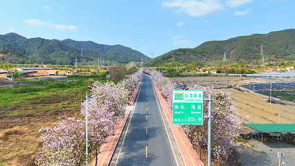 △S260（地豆至威整段）繁花盛放的美景。图源 四会市地豆镇