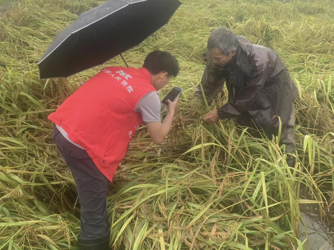 惠州博罗县横河镇，东谈主保理赔员冒雨在田间为农户核损。机构/供图