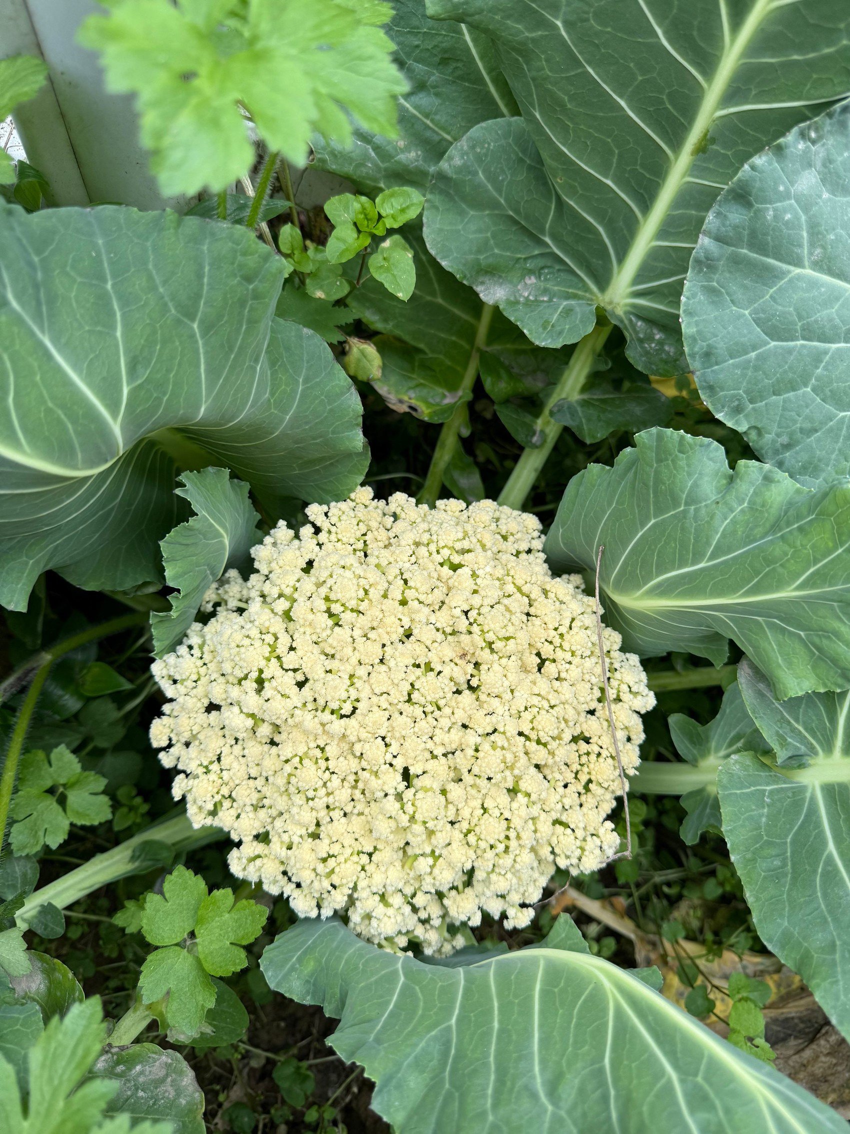 种植在学校实践菜田里的蔬菜。受访者供图