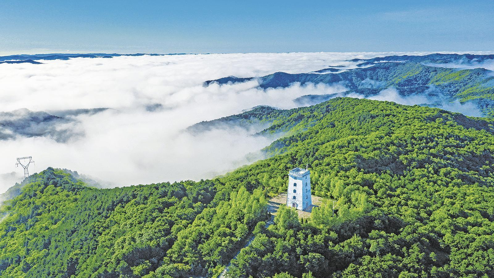 正宁县中湾林场。庆阳融媒记者 陈飞 摄