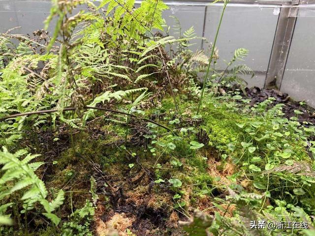 生境池 记者 陈雷 摄