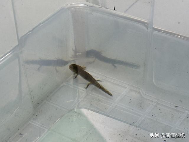 人工保育的安吉小鲵幼体 记者 陈雷 摄