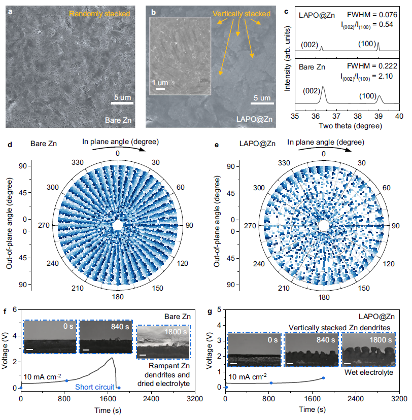 图3| 不同电极上的锌沉积取向 
