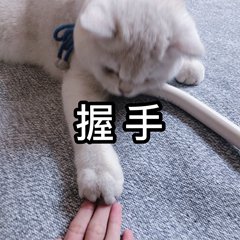 文案 | 岳文燕