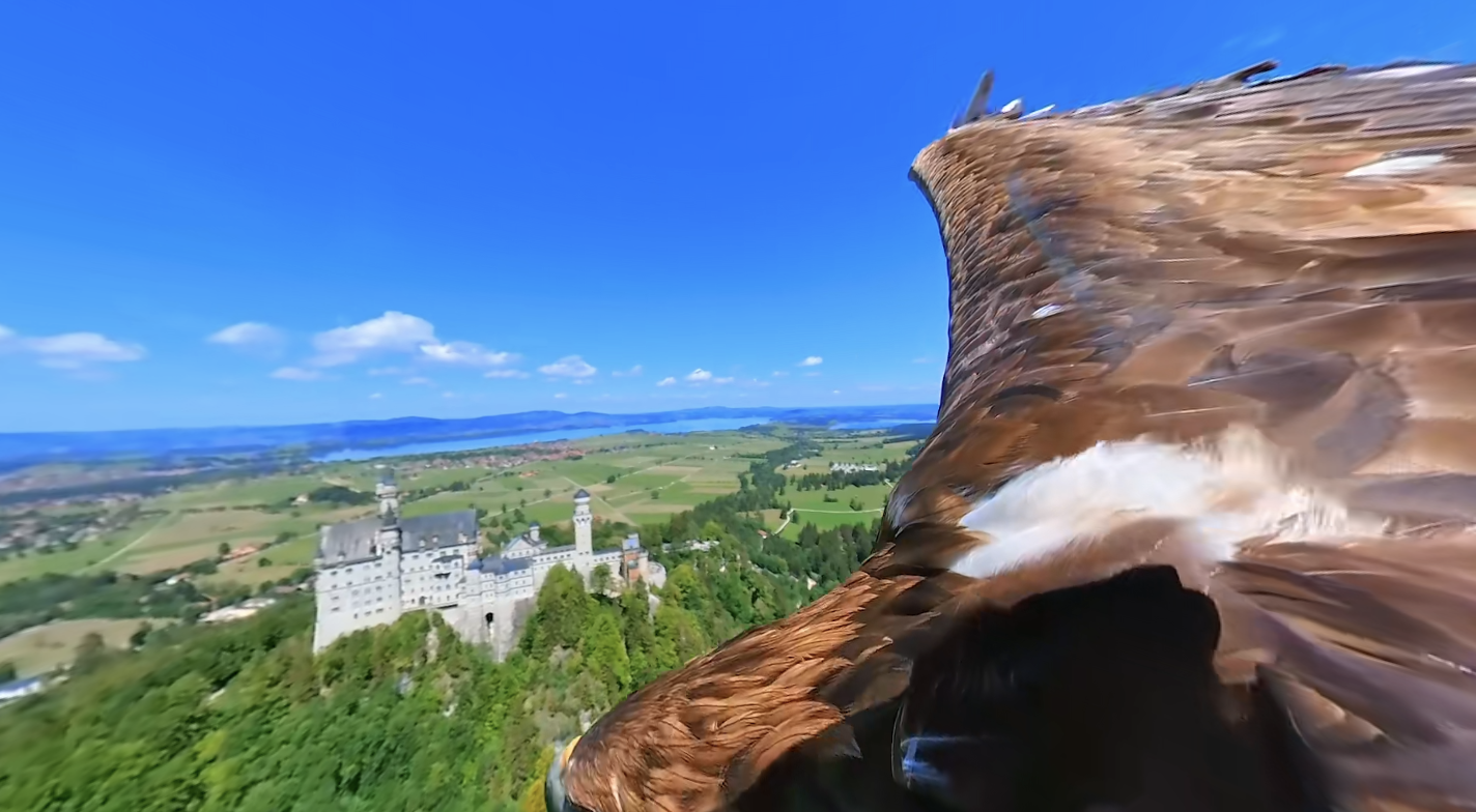 绑在老鹰身上的全景相机视角 | 来源：影石 Insta360 视频截图