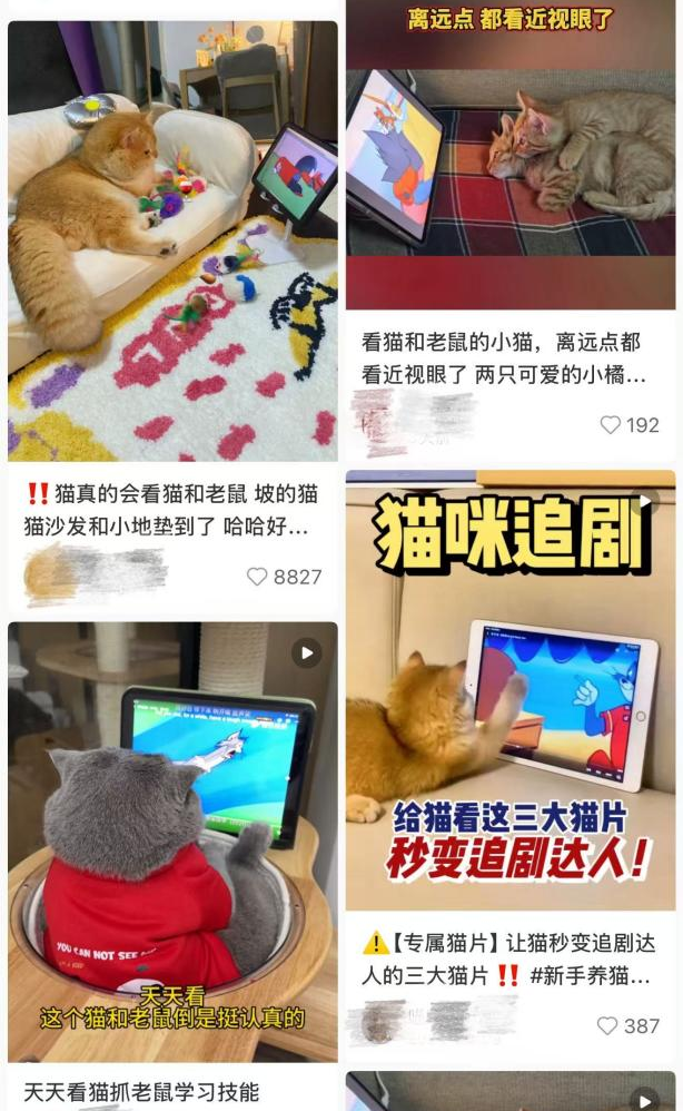 ▲毛孩子们认真看动画片（图源：某社交平台）