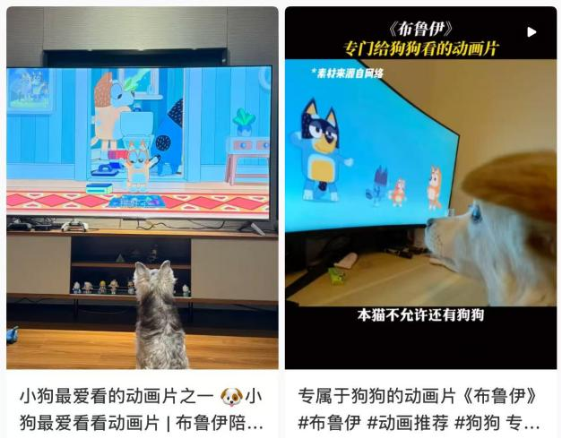 ▲毛孩子们认真看动画片（图源：某社交平台）