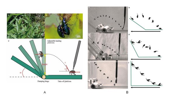 图1A.蓟跳甲及动力学参数示意图；B.跳甲的三种跳跃模式
