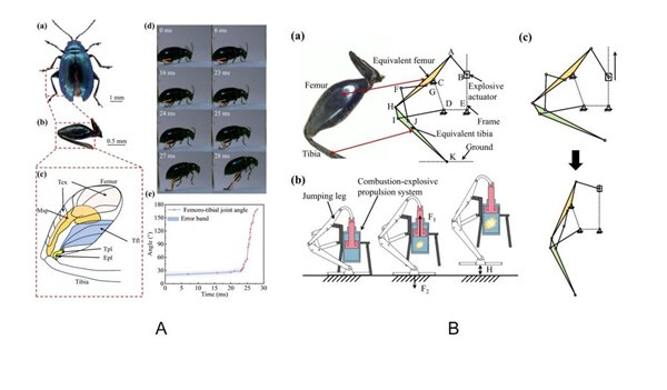 图2A.跳甲的生物模型；B.跳跃机器人设计图