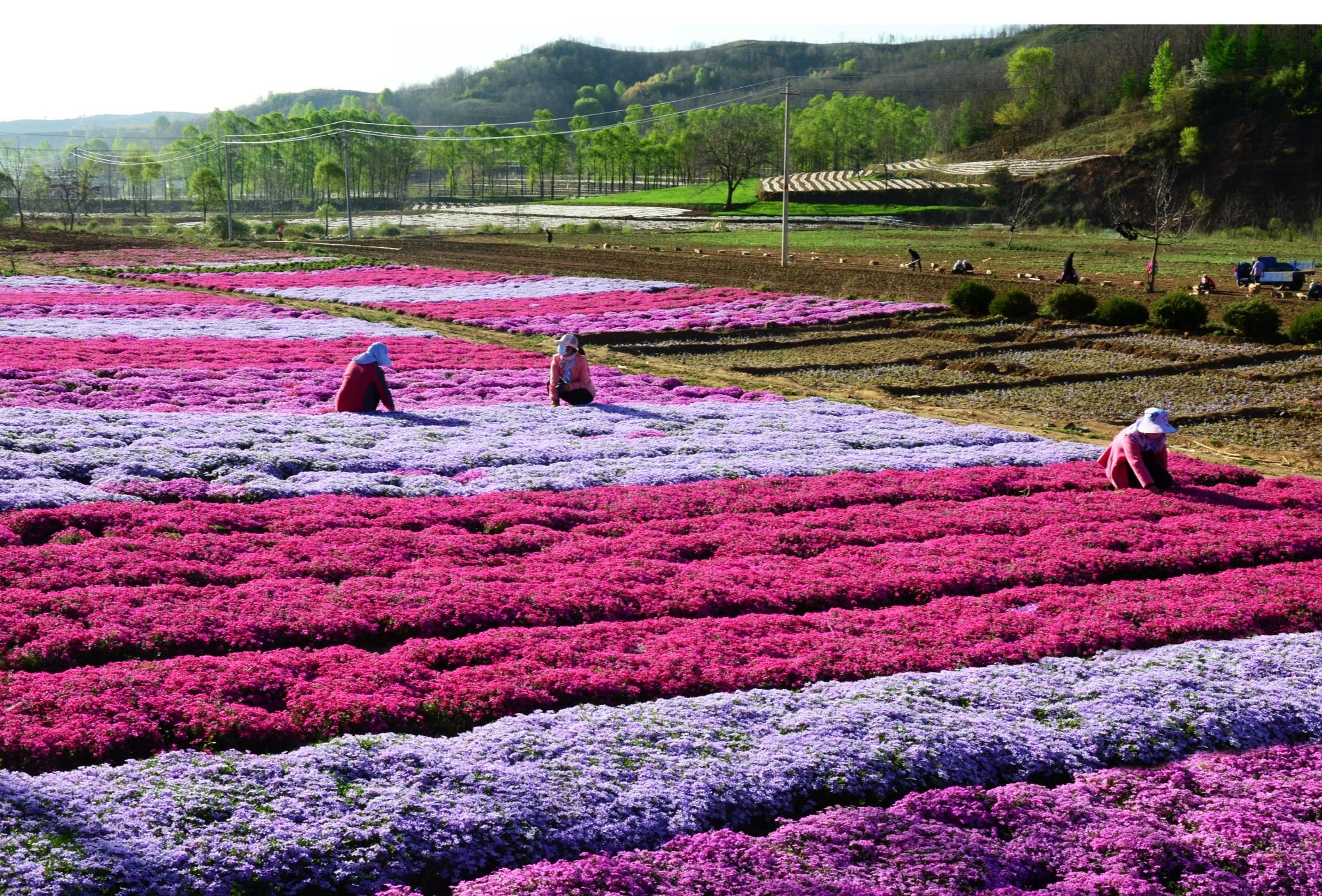 华亭市上关镇花海(华亭市融媒体中心供图)