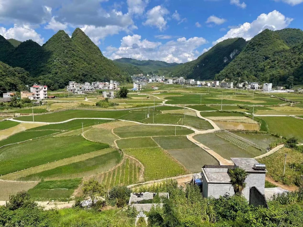 广西隆林:烤烟产业绘就乡村振兴"黄金画卷"