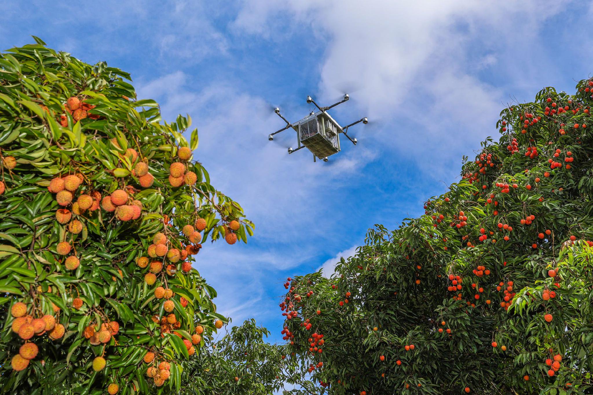 6月底，在广州市从化区天人山水荔枝园，物流无人机运输刚刚采摘的荔枝。记者　刘大伟　摄