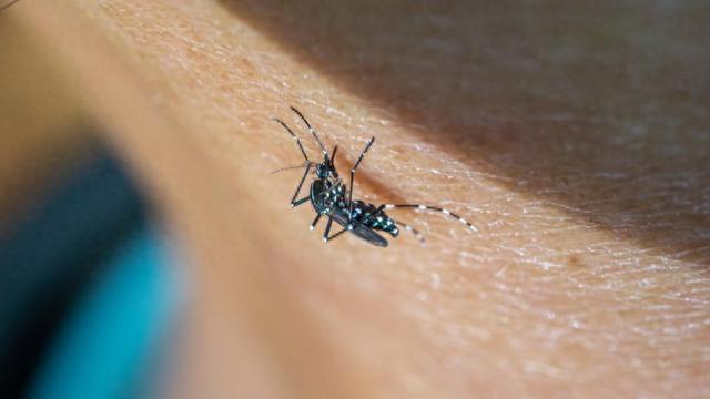 新民·健康新知|绝育雄蚊、华丽巨蚊、食蚊鱼……这些灭蚊新招效果如何?|王四宝|幼虫|新民市|蚊子|蚊虫_新浪新闻
