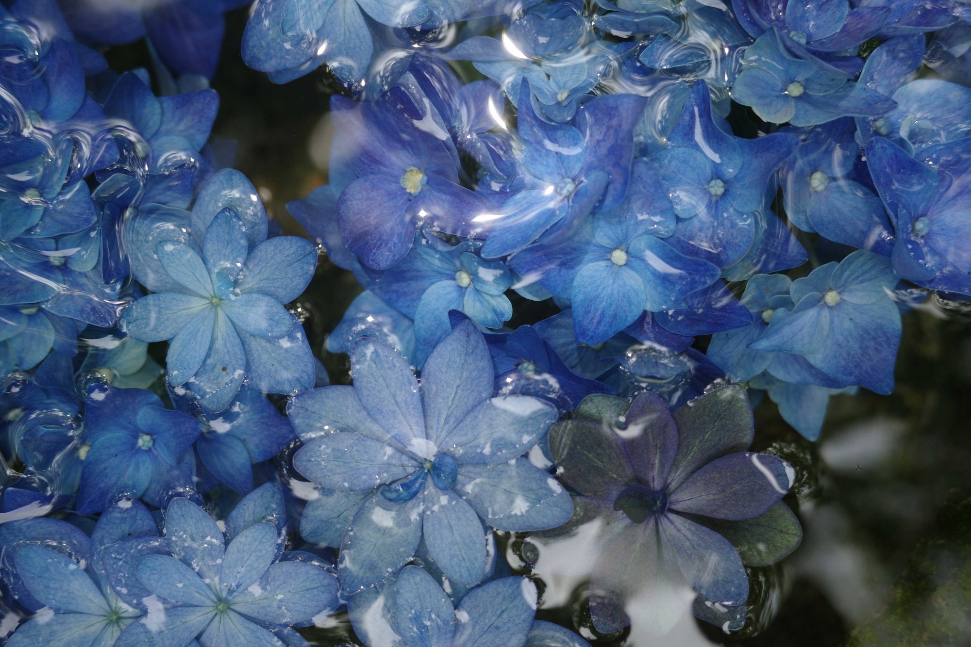 RICOH GR IV官方样片