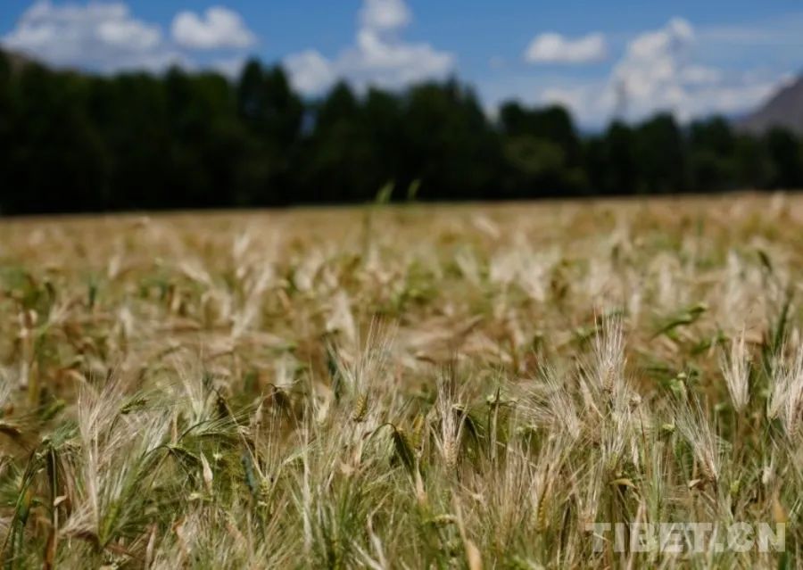 拉萨市曲水县天气今日情况