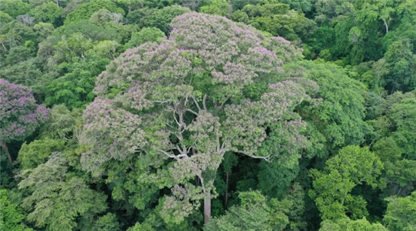 △ 最高的是这个就是Dipteryx oleifera，图源：埃文·戈拉